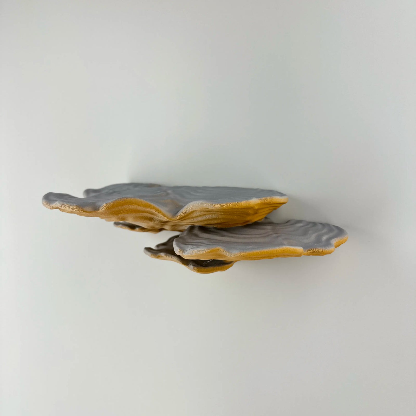 Ostrea Fungus - Wall Mushroom Shelf