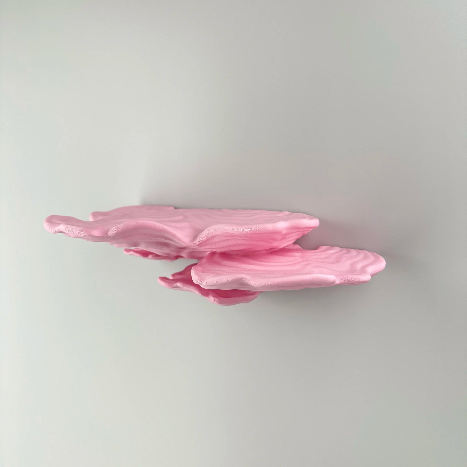 Ostrea Fungus - Wall Mushroom Shelf