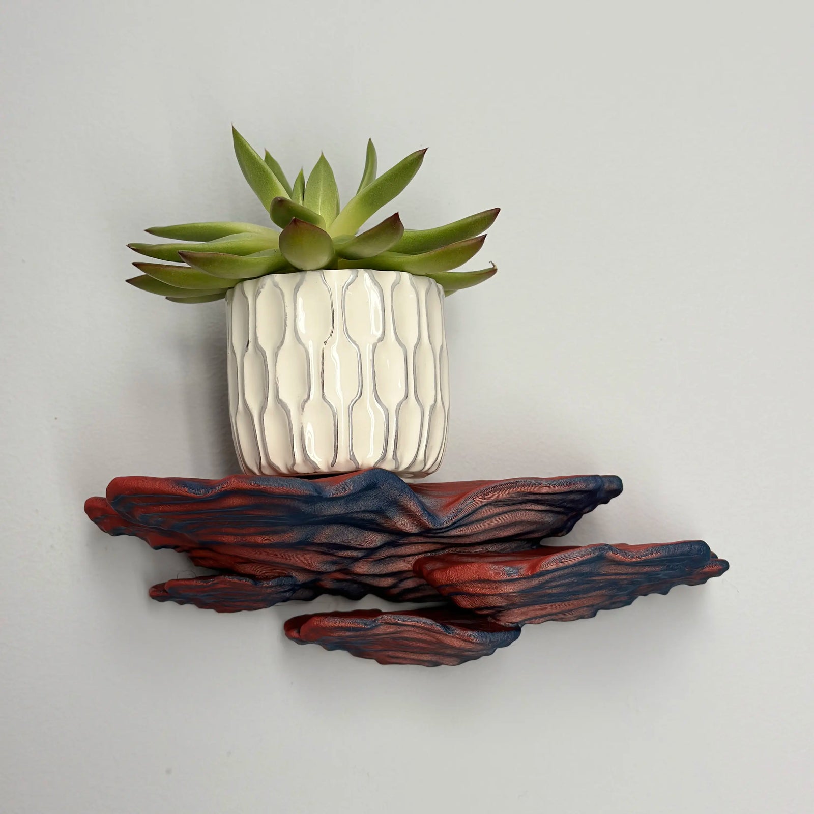 Ostrea Fungus - Wall Mushroom Shelf