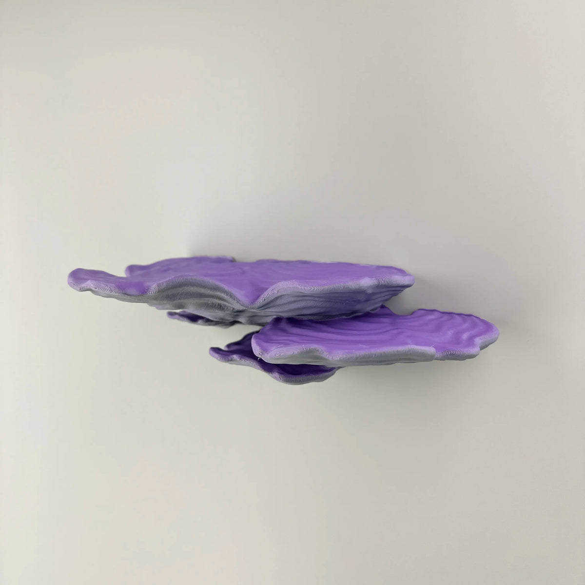 Ostrea Fungus - Wall Mushroom Shelf