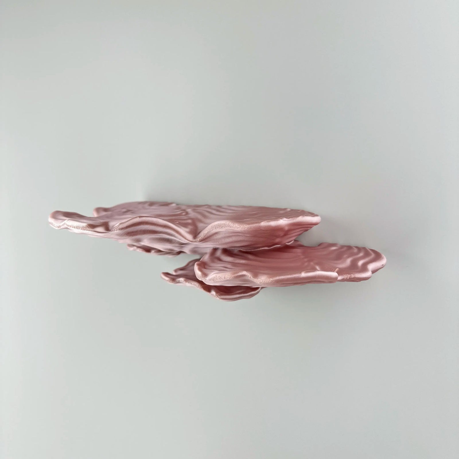 Ostrea Fungus - Wall Mushroom Shelf