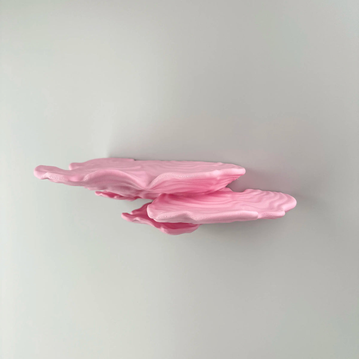 Ostrea Fungus - Wall Mushroom Shelf