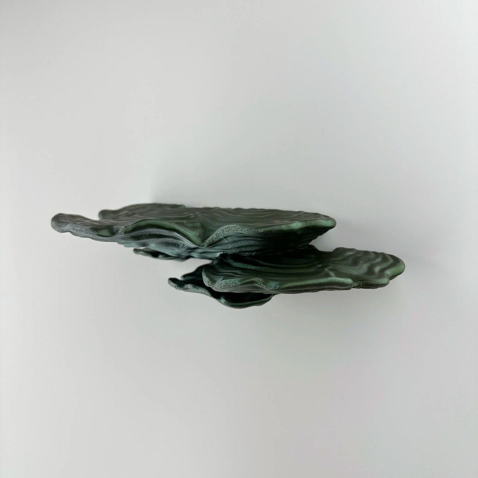 Ostrea Fungus - Wall Mushroom Shelf