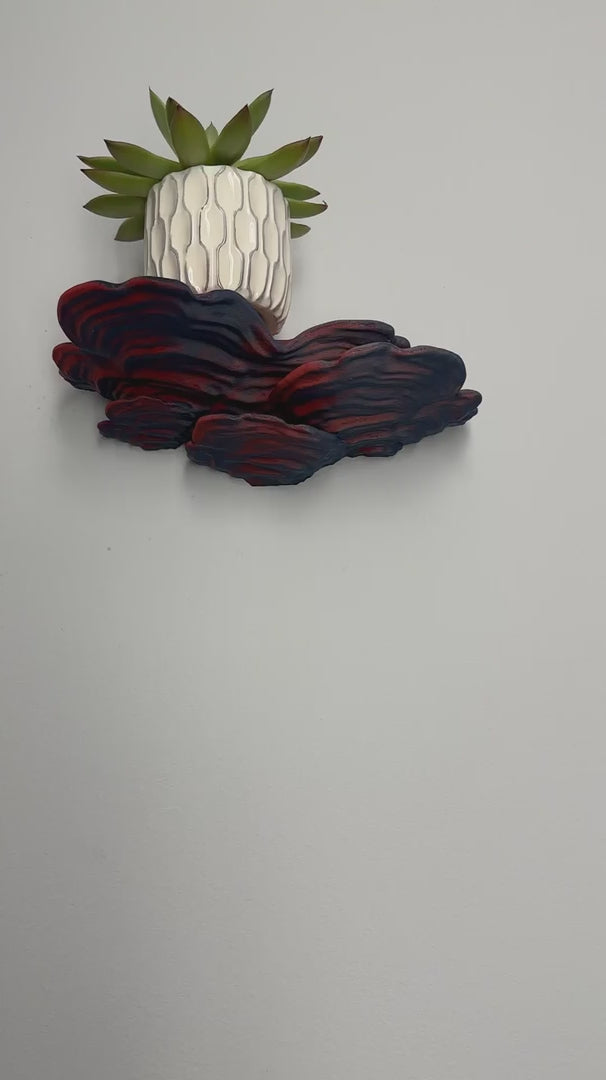 Ostrea Fungus - Wall Mushroom Shelf