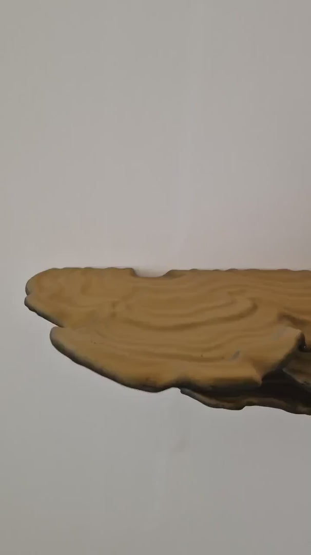 Ostrea Fungus - Wall Mushroom Shelf